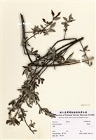 藏品(臺東柳)的圖片